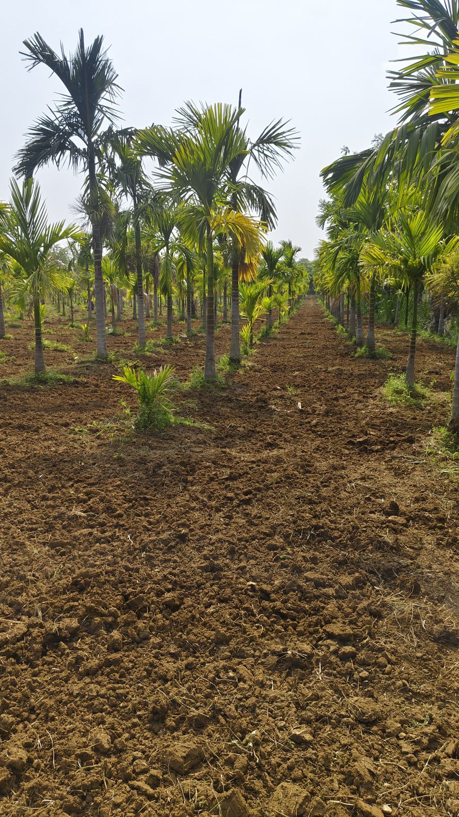 7.5 Acre Areca & Coconut Plantation – Hassan